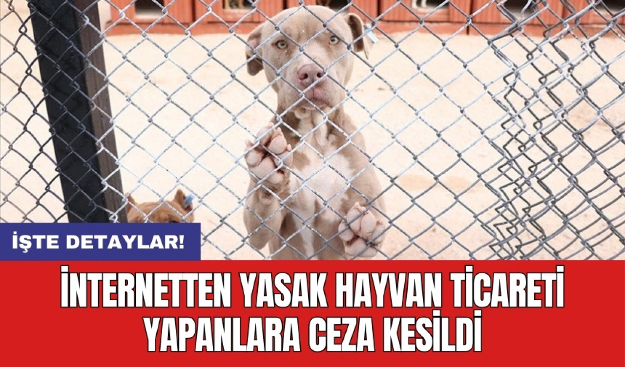 İnternetten yasak hayvan ticareti yapanlara ceza kesildi