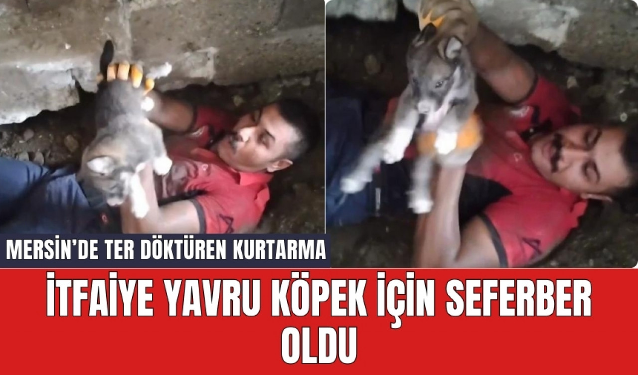 İtfaiye yavru köpek için seferber oldu