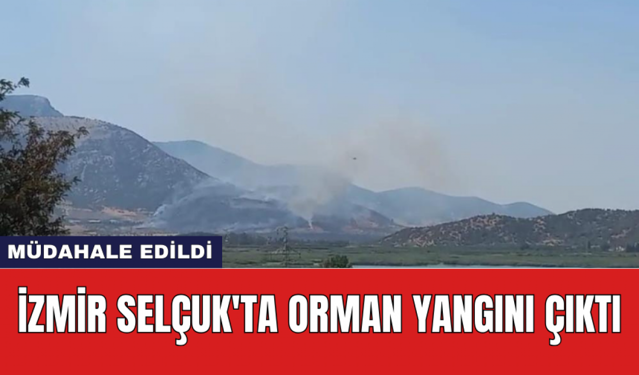 İzmir Selçuk'ta orman yangını çıktı: Müdahale edildi