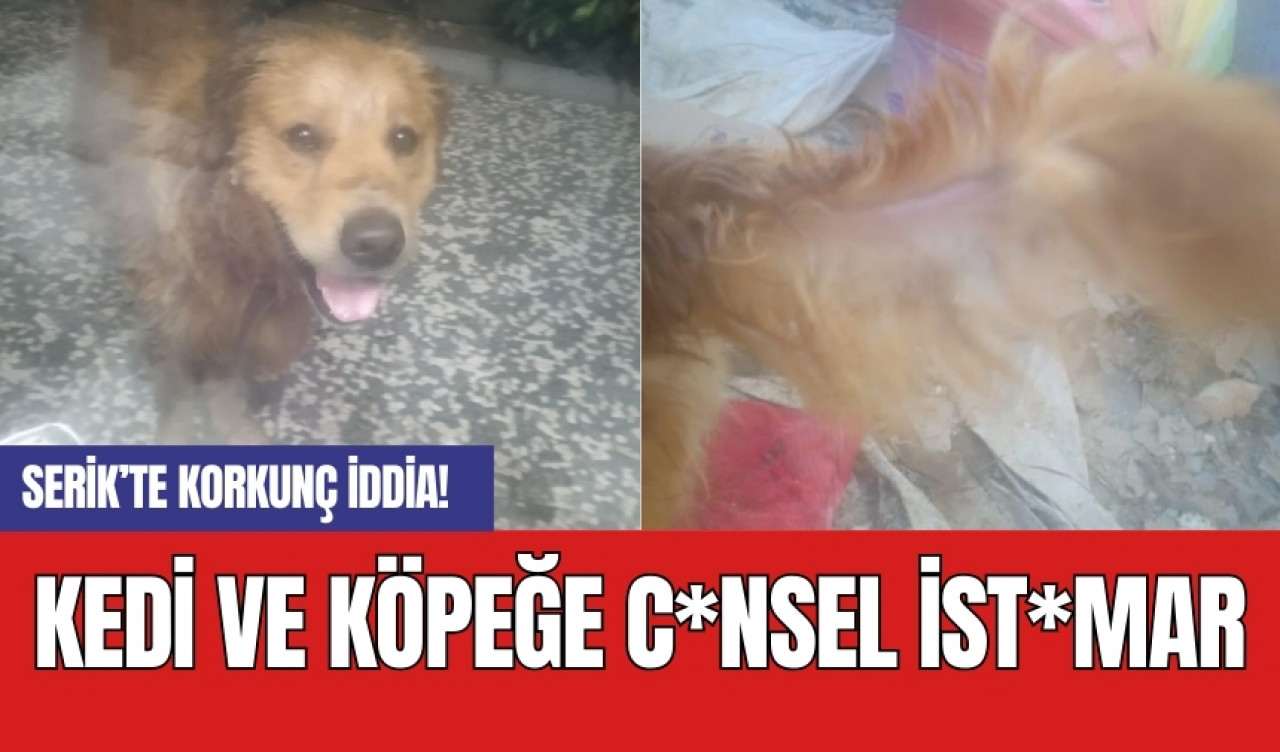 Serik’te korkunç iddia! Kedi ve köpeğe c*nsel ist*mar