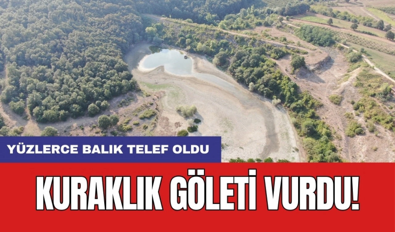 Kuraklık göleti vurdu: Yüzlerce balık telef oldu