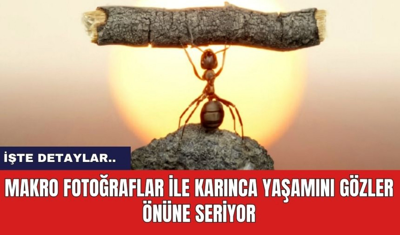 Makro Fotoğraflar İle Karınca Yaşamını Gözler Önüne Seriyor