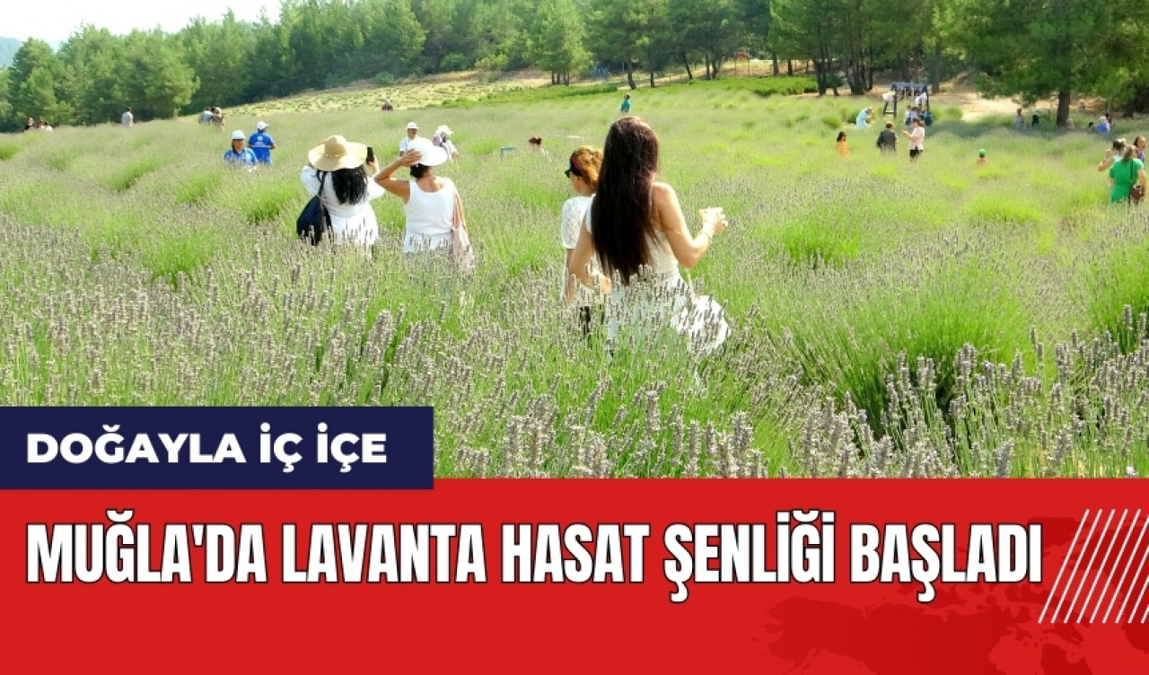 Muğla'da Lavanta Hasat Şenliği başladı