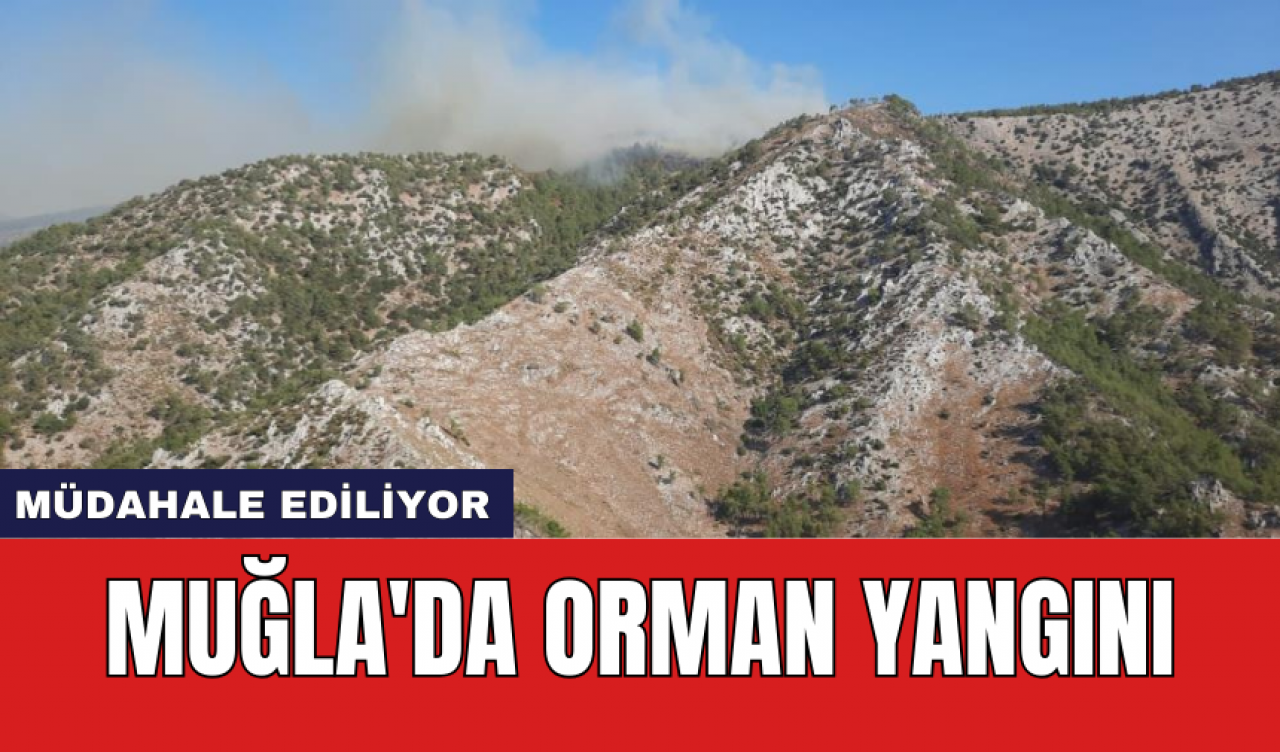 Muğla'da orman yangını: Müdahale ediliyor