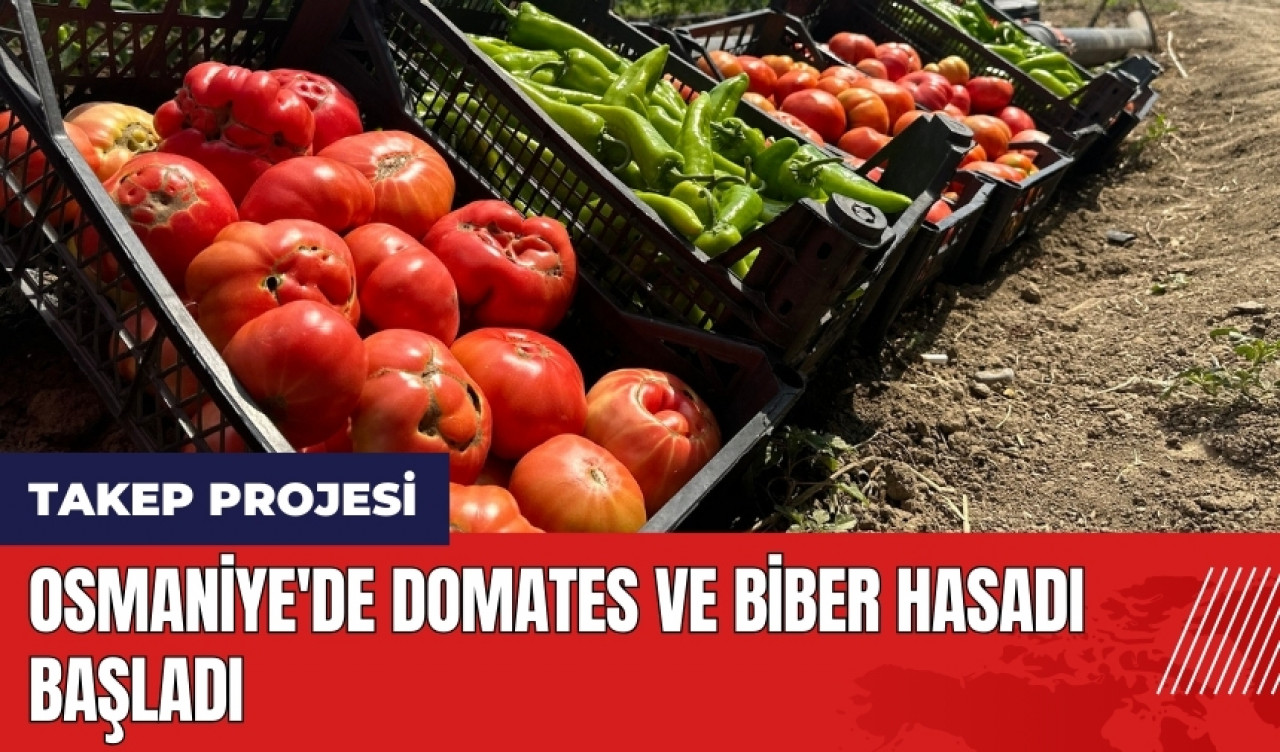 Osmaniye'de TAKEP Projesi! Domates ve biber hasadı başladı