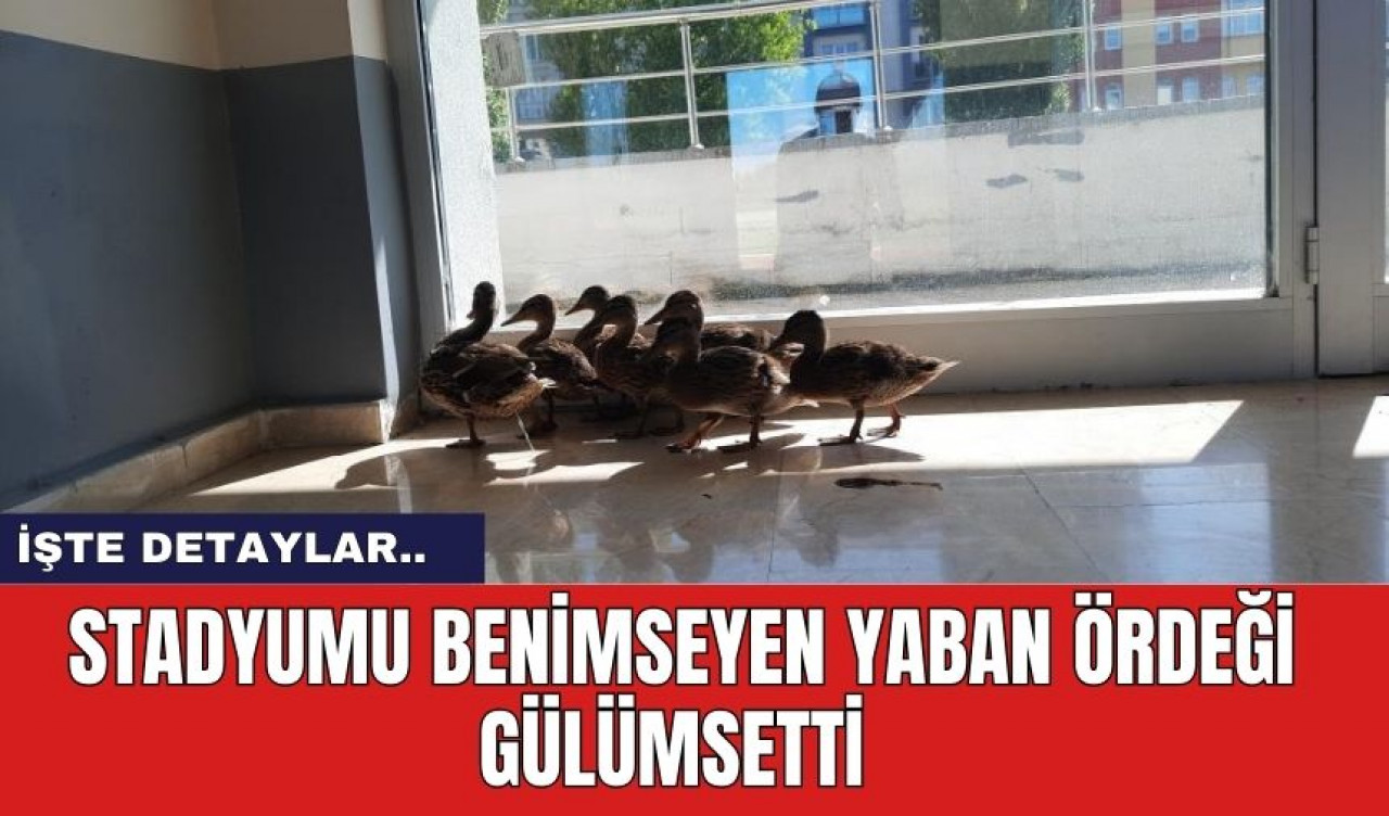 Stadyumu Benimseyen Yaban Ördeği Gülümsetti