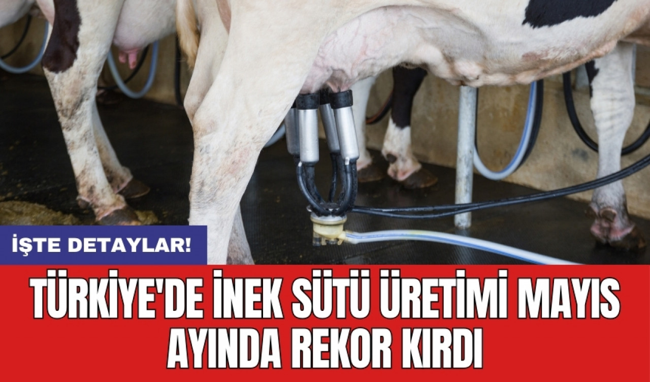 Türkiye'de inek sütü üretimi mayıs ayında rekor kırdı