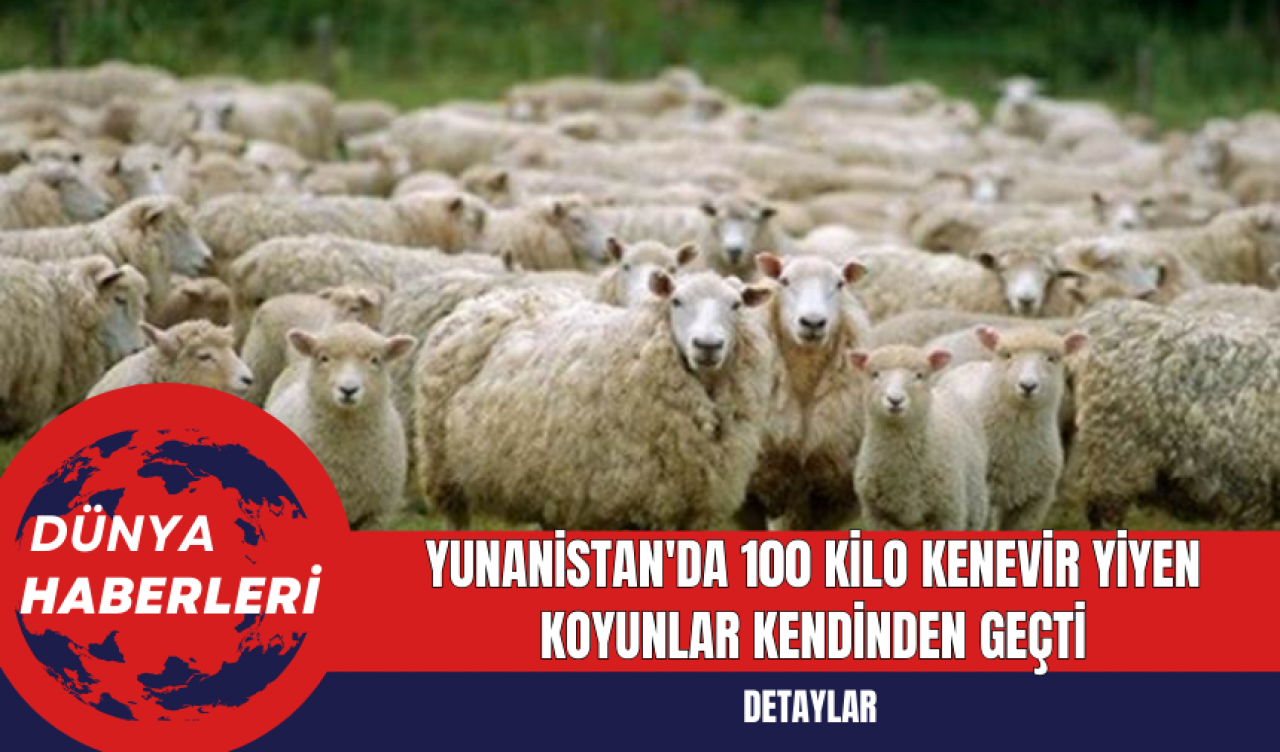 Yunanistan'da 100 Kilo Kenevir Yiyen Koyunlar Kendinden Geçti