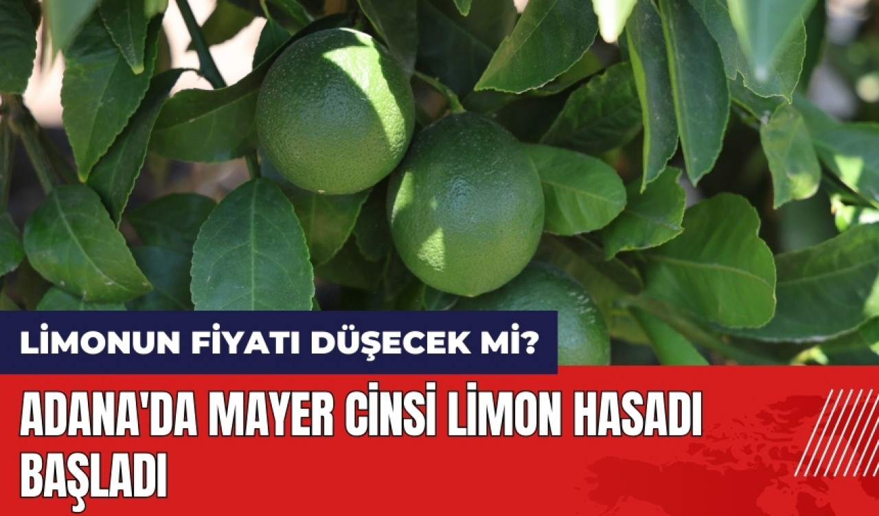 Adana'da Mayer cinsi limon hasadı başladı! Limonun fiyatı düşecek mi?