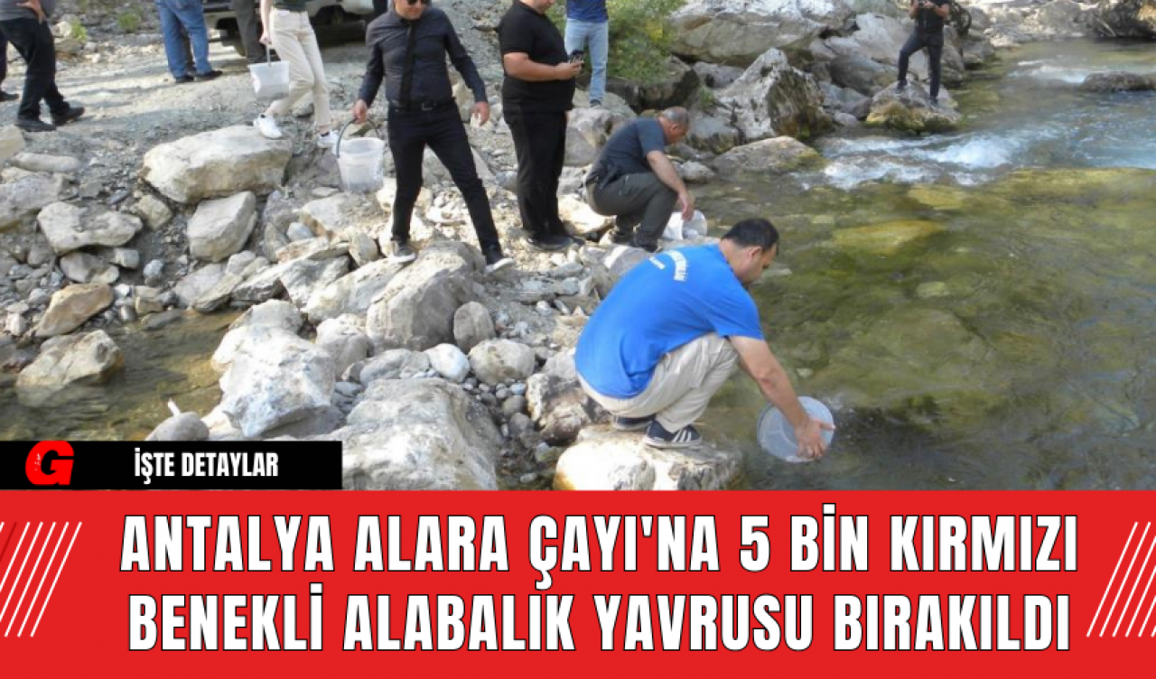 Antalya Alara Çayı'na 5 Bin Kırmızı Benekli Alabalık Yavrusu Bırakıldı