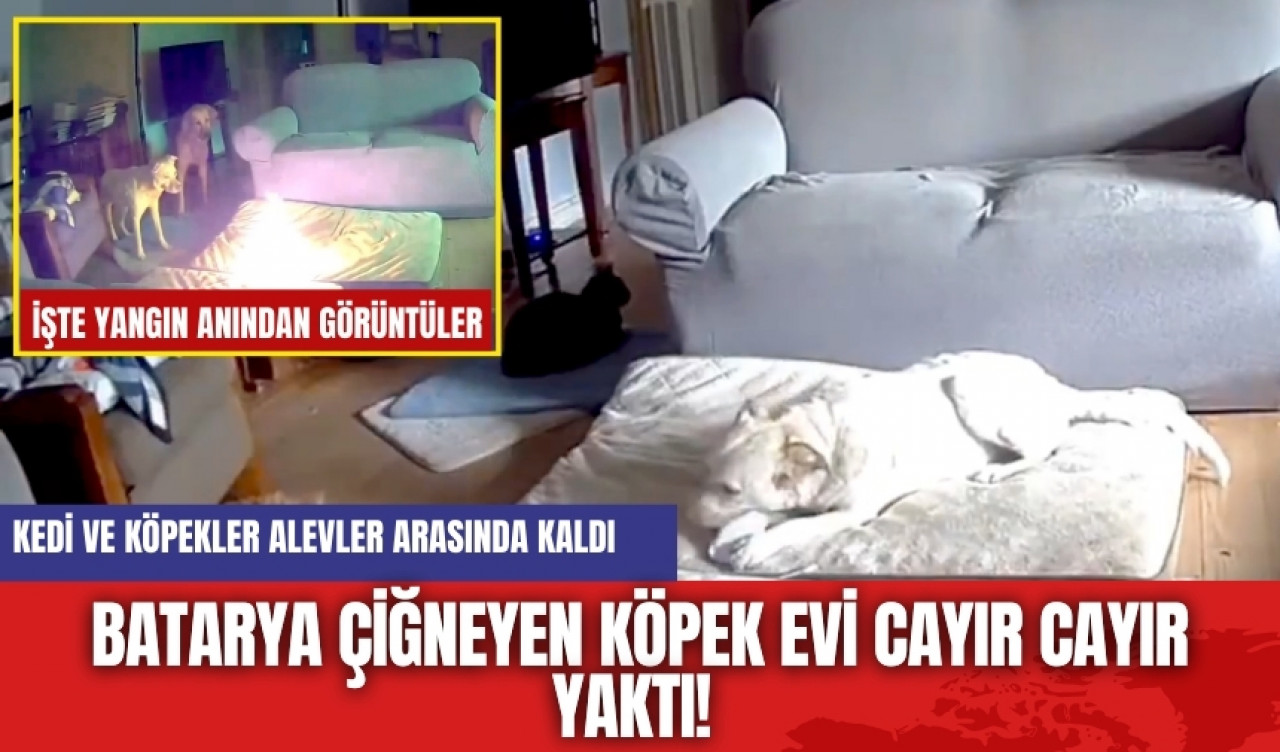 Batarya çiğneyen köpek evi yaktı! İşte o anlar