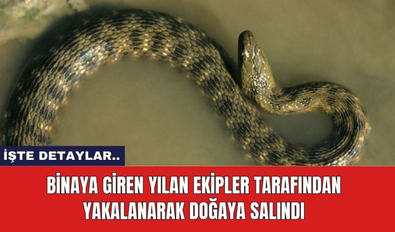 Binaya giren yılan ekipler tarafından yakalanarak doğaya salındı