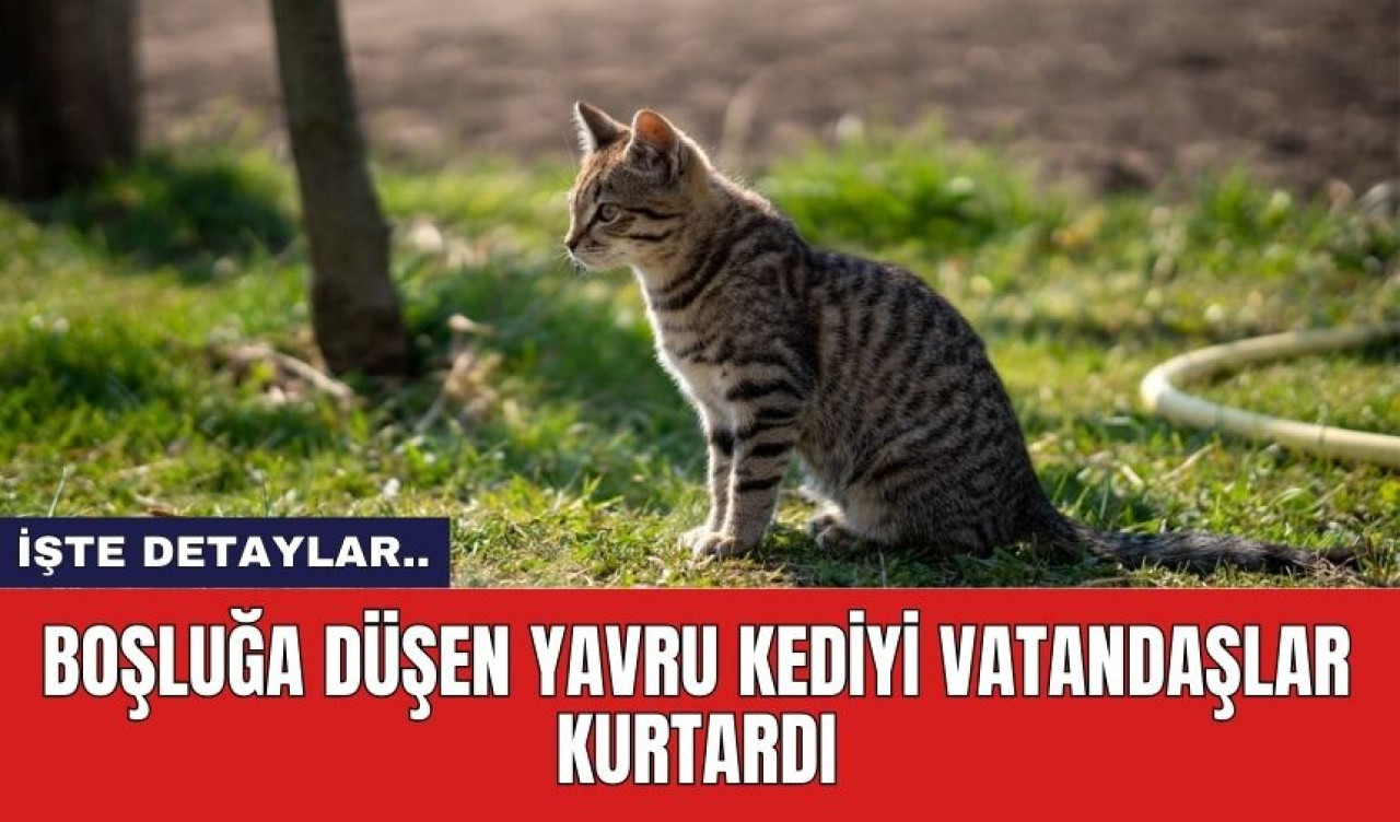 Boşluğa Düşen Kediyi Vatandaşlar Kurtardı