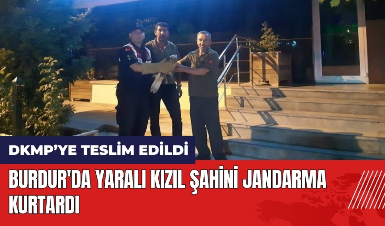 Burdur'da yaralı kızıl şahini jandarma kurtardı