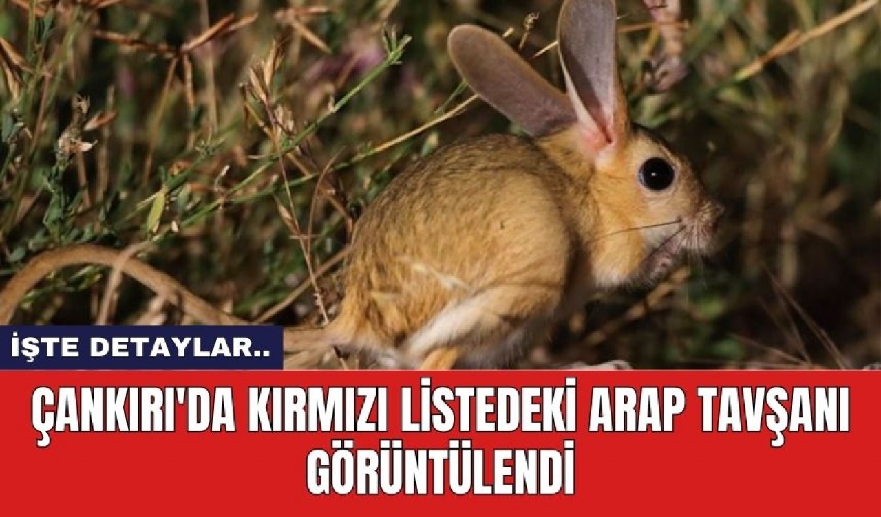 Çankırı'da Kırmızı Listedeki Arap Tavşanı Görüntülendi