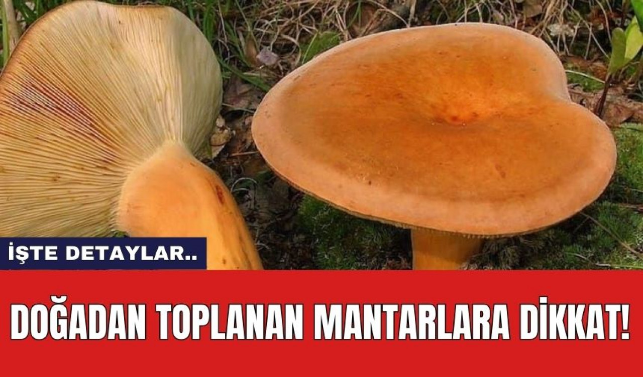 Doğadan toplanan mantarlara dikkat!