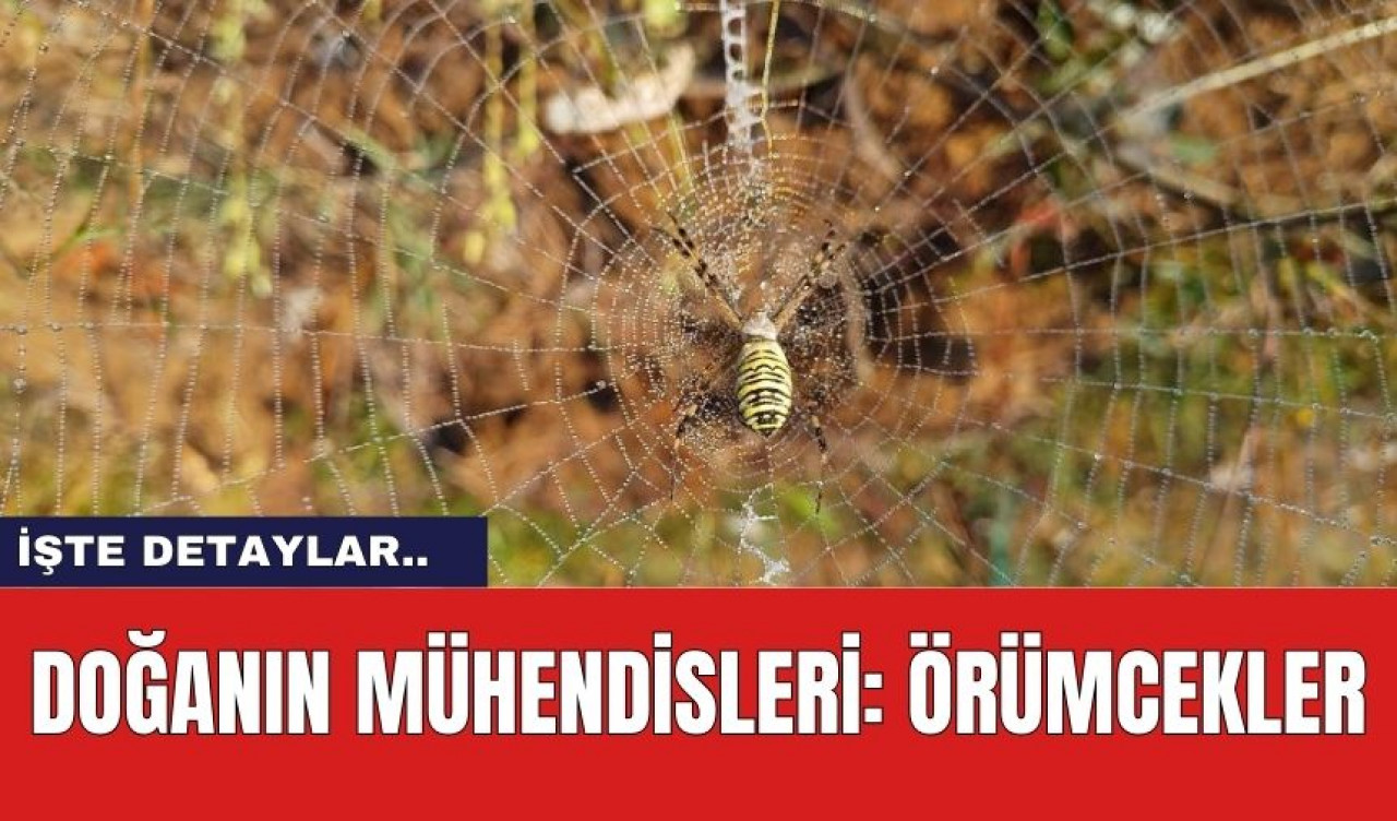 Doğanın Mühendisleri: Örümcekler