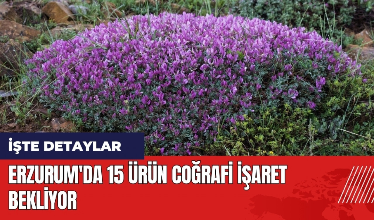 Erzurum'da 15 ürün coğrafi işaret bekliyor