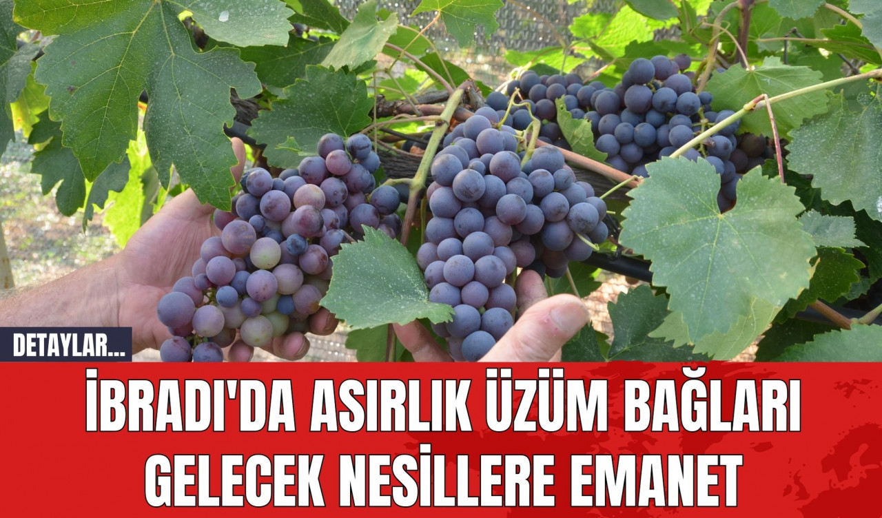 İbradı'da Asırlık Üzüm Bağları Gelecek Nesillere Emanet