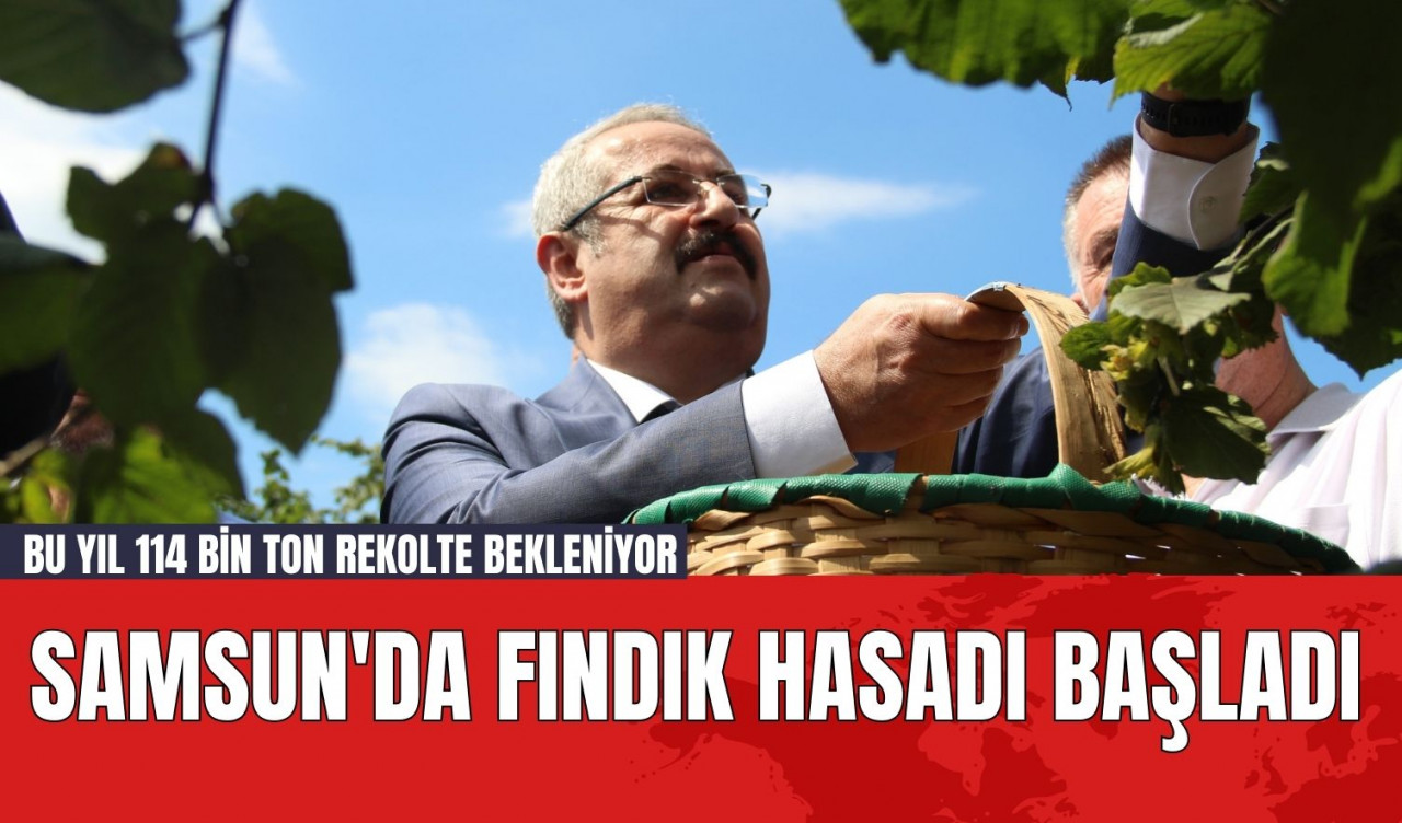 Samsun'da Fındık Hasadı Başladı: Bu Yıl 114 Bin Ton Rekolte Bekleniyor