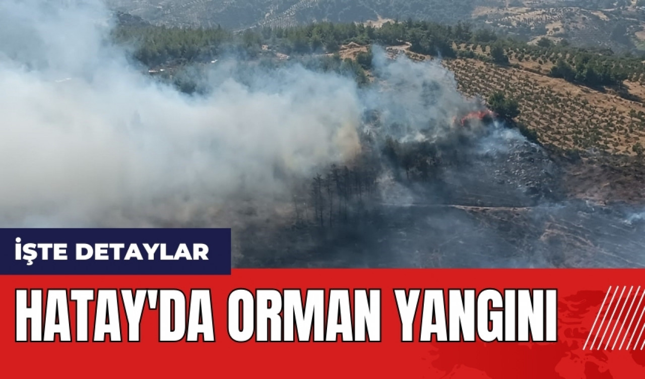 Hatay'da orman yangını