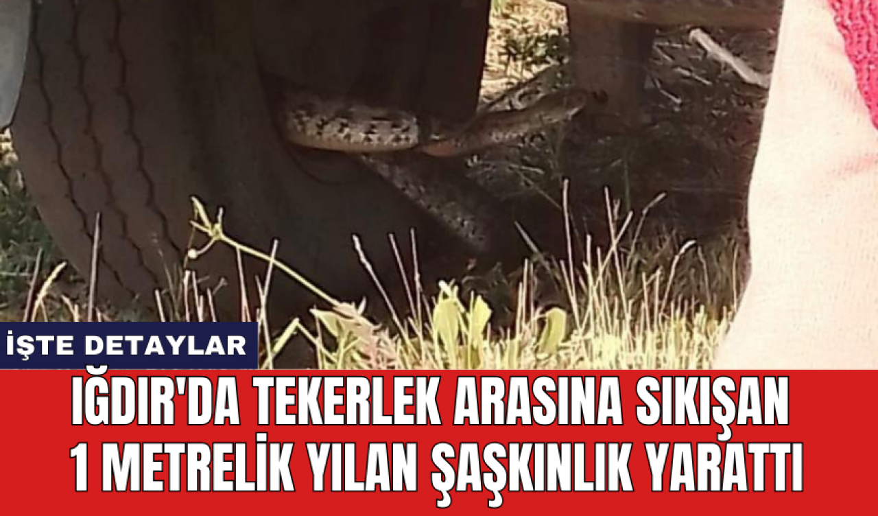 Iğdır'da tekerlek arasına sıkışan 1 metrelik yılan şaşkınlık yarattı