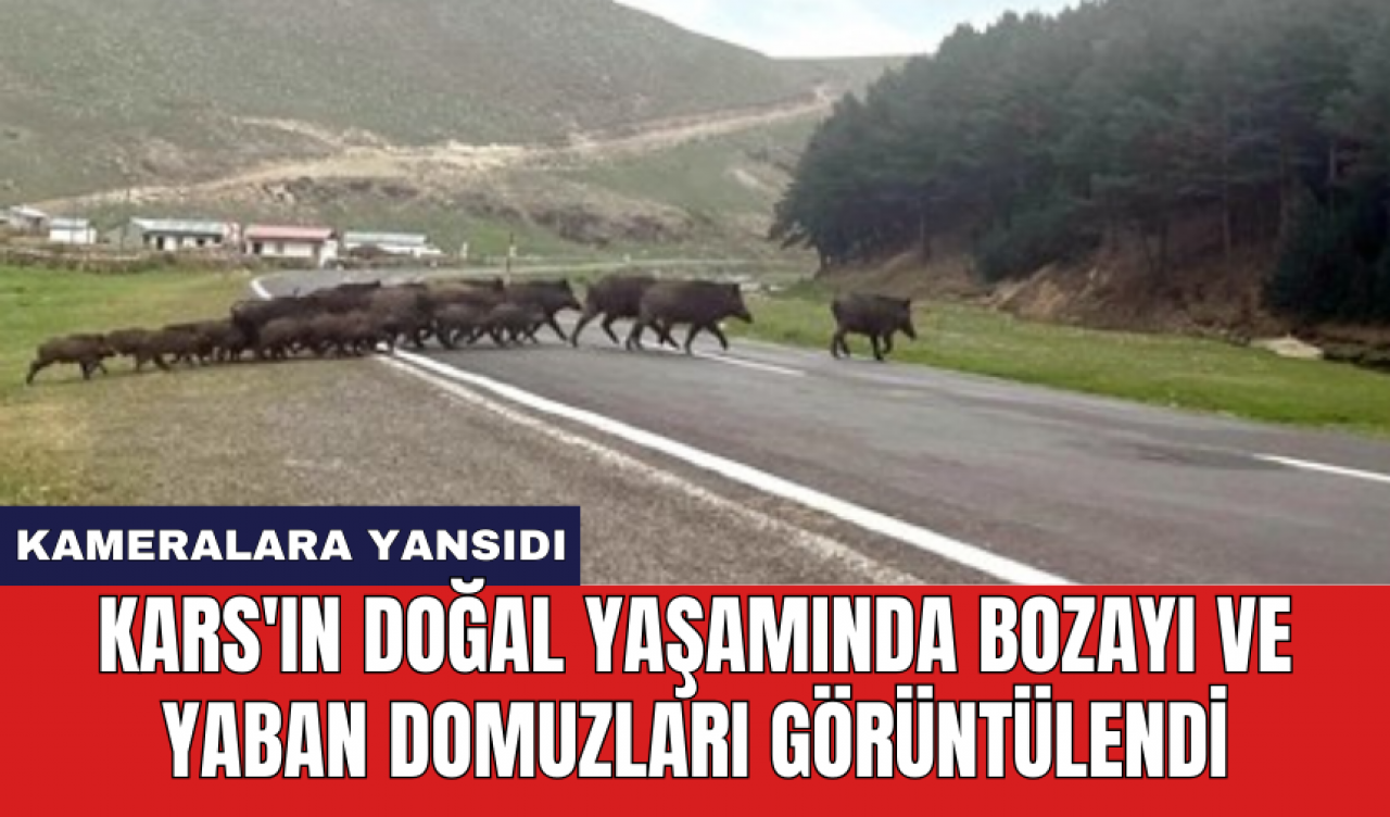 Kars'ın doğal yaşamında bozayı ve yaban domuzları görüntülendi