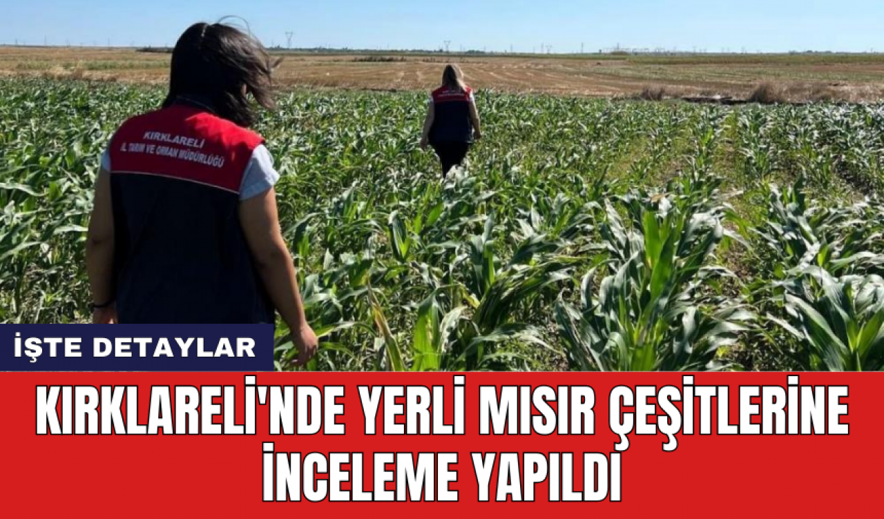 Kırklareli'nde yerli mısır çeşitlerine inceleme yapıldı