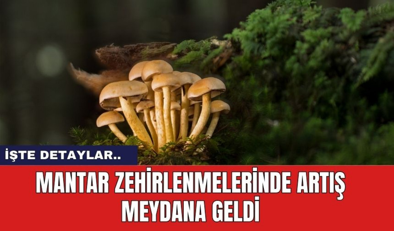 Mantar Zehirlenmelerinde Artış Meydana Geldi