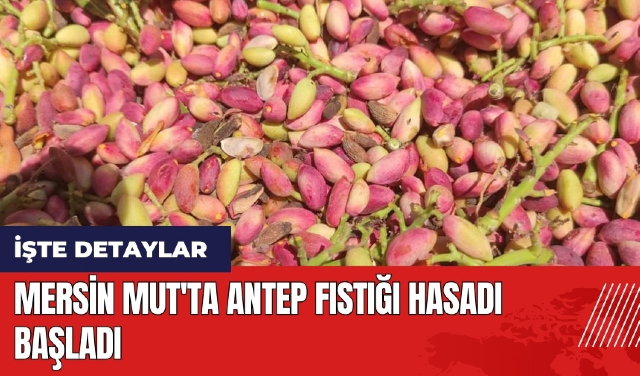 Mersin Mut'ta antep fıstığı hasadı başladı