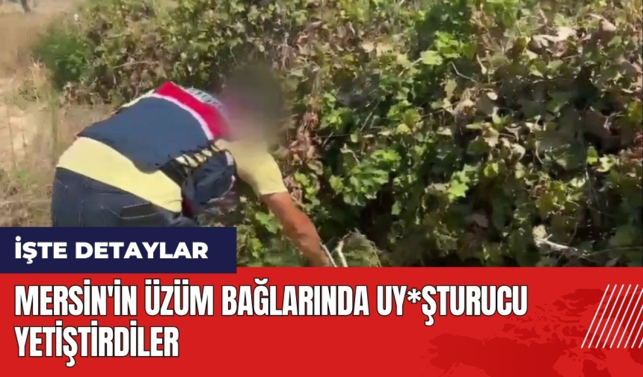 Mersin'in üzüm bağlarında uy*şturucu yetiştirdiler