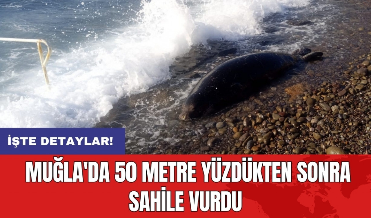 Muğla'da 50 metre yüzdükten sonra sahile vurdu