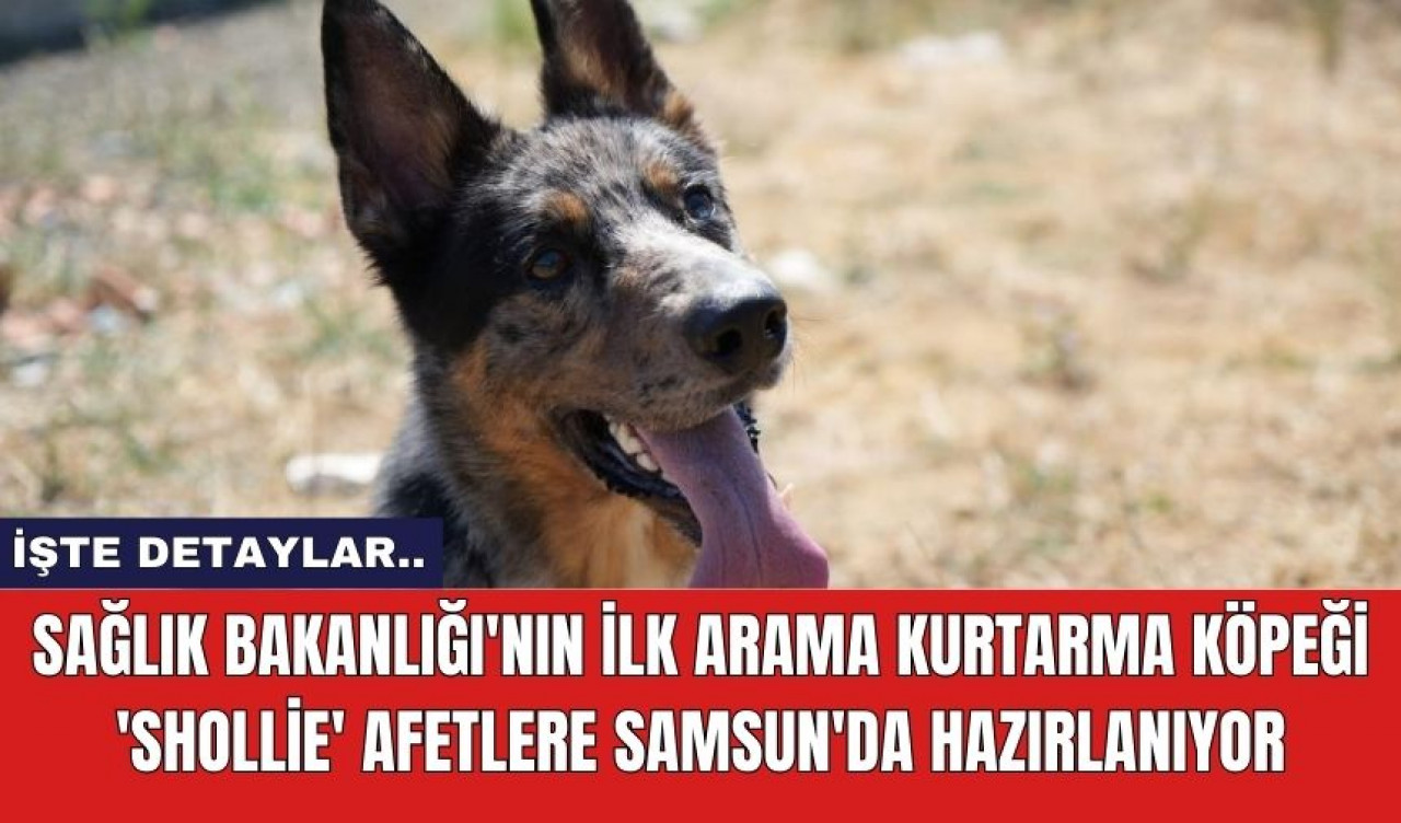 Sağlık Bakanlığı'nın ilk arama kurtarma köpeği 'Shollie' afetlere Samsun'da hazırlanıyor