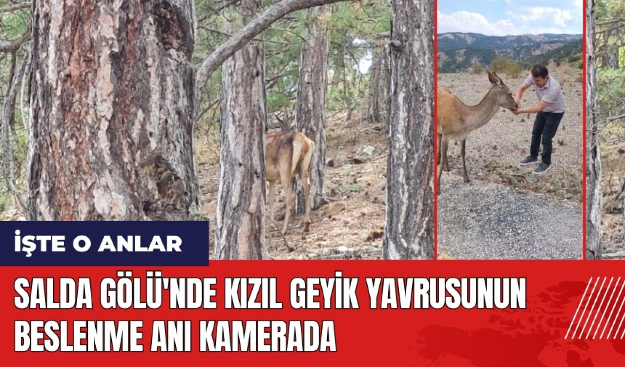 Salda Gölü'nde kızıl geyik yavrusunun beslenme anı kamerada