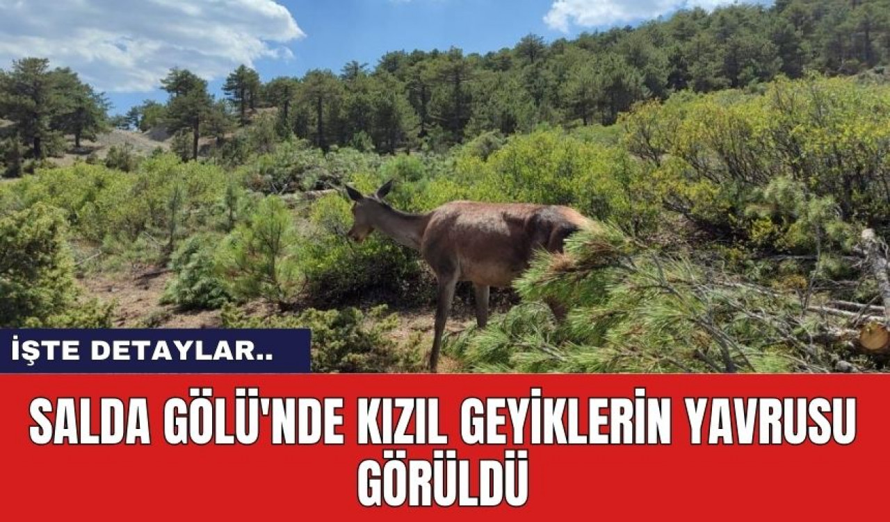 Salda Gölü'nde Kızıl Geyiklerin Yavrusu Görüldü