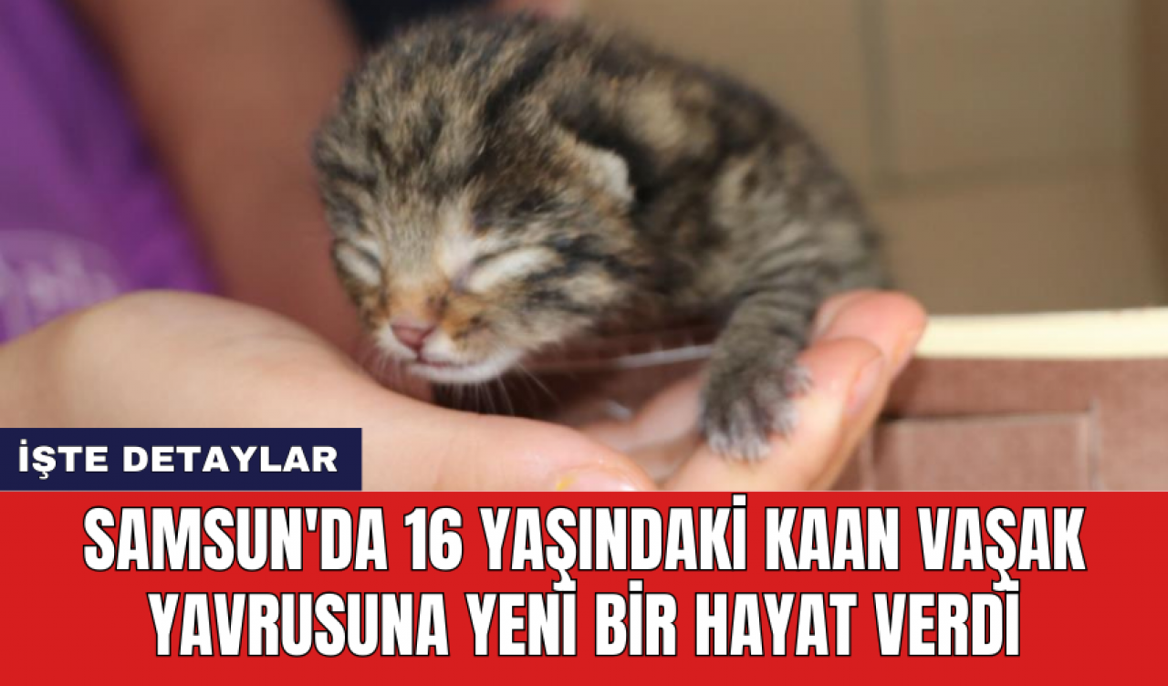 Samsun'da 16 yaşındaki Kaan vaşak yavrusuna yeni bir hayat verdi