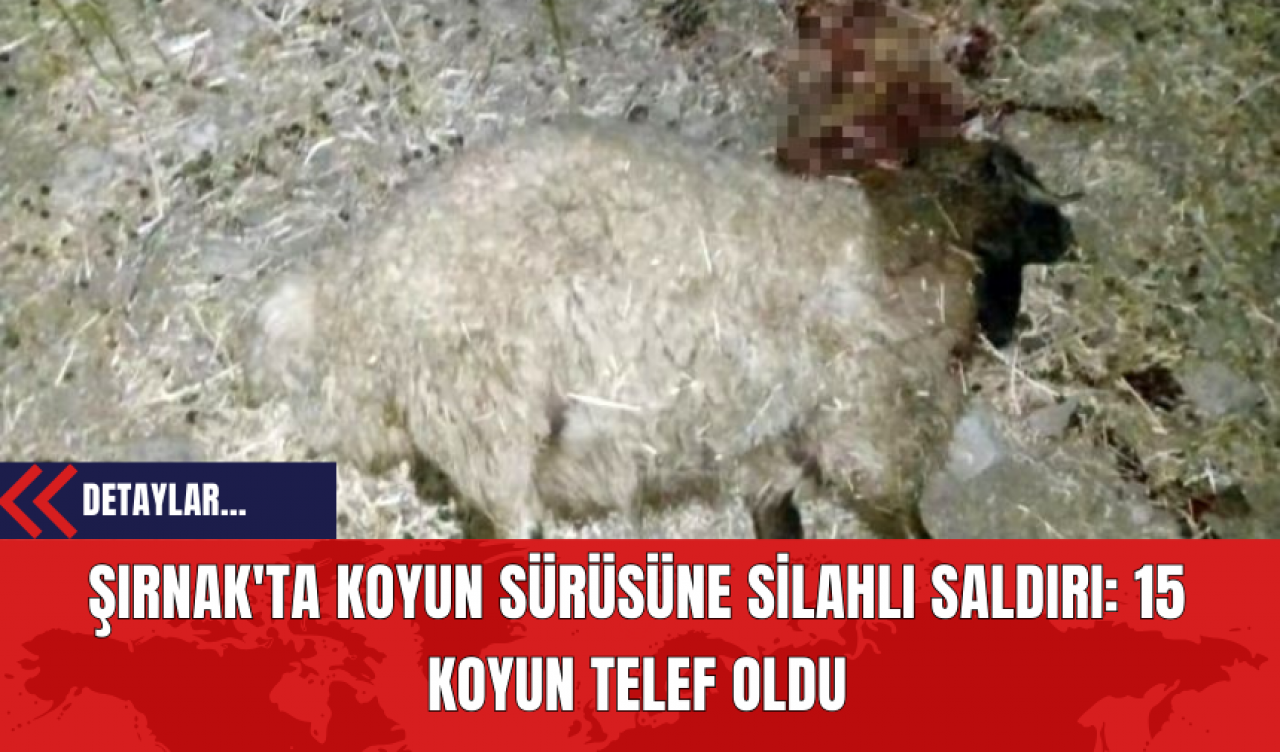 Şırnak'ta Koyun Sürüsüne Silahlı Saldırı: 15 Koyun Telef Oldu