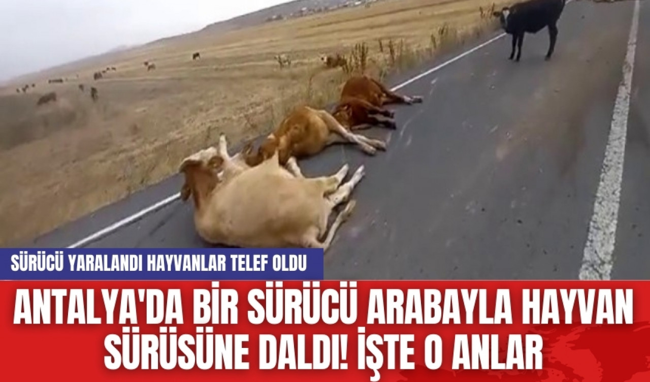 Antalya'da bir sürücü arabayla hayvan sürüsüne daldı! İşte o anlar