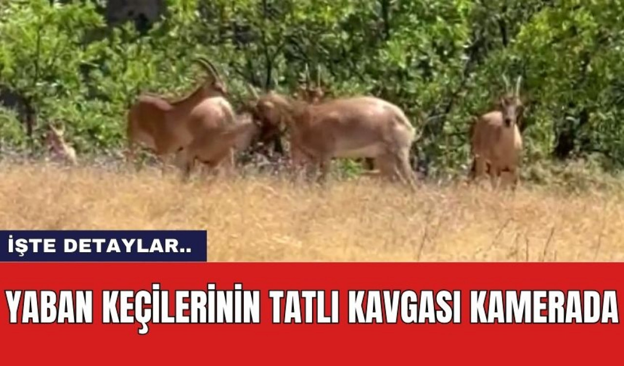 Yaban keçilerinin tatlı kavgası kamerada