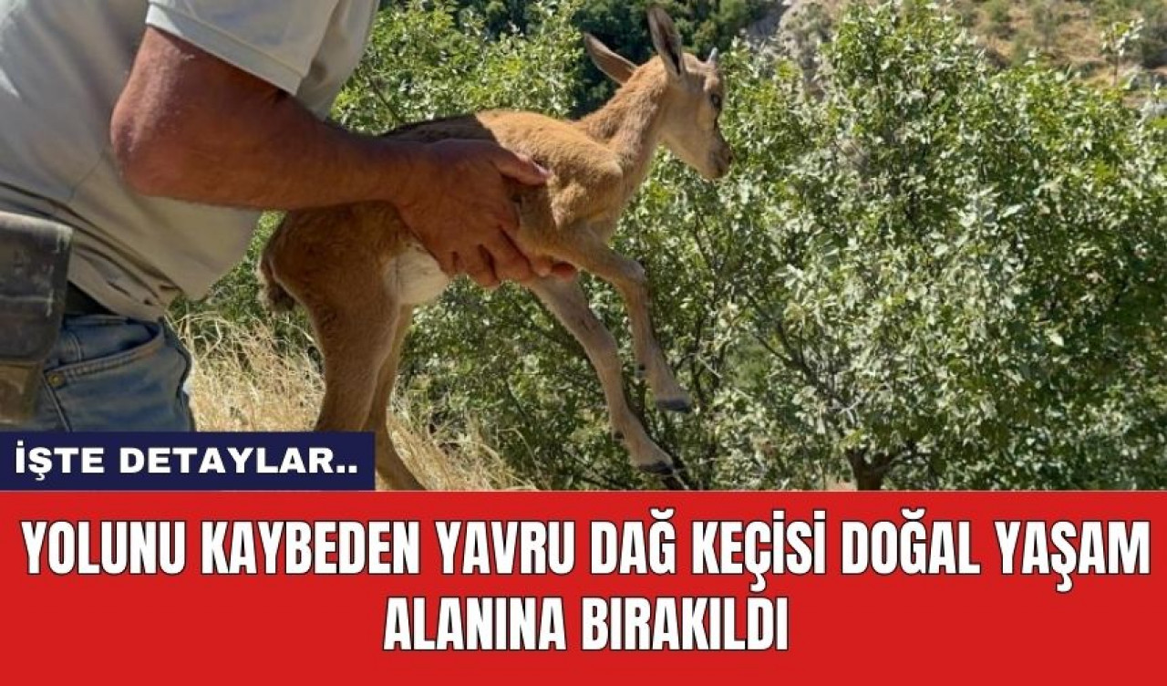 Yolunu kaybeden yavru dağ keçisi doğal yaşam alanına bırakıldı