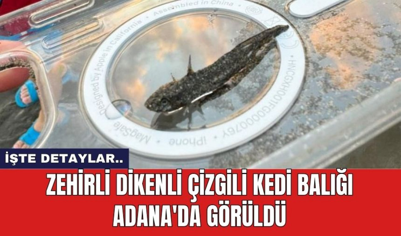 Zehirli dikenli çizgili kedi balığı Adana'da görüldü