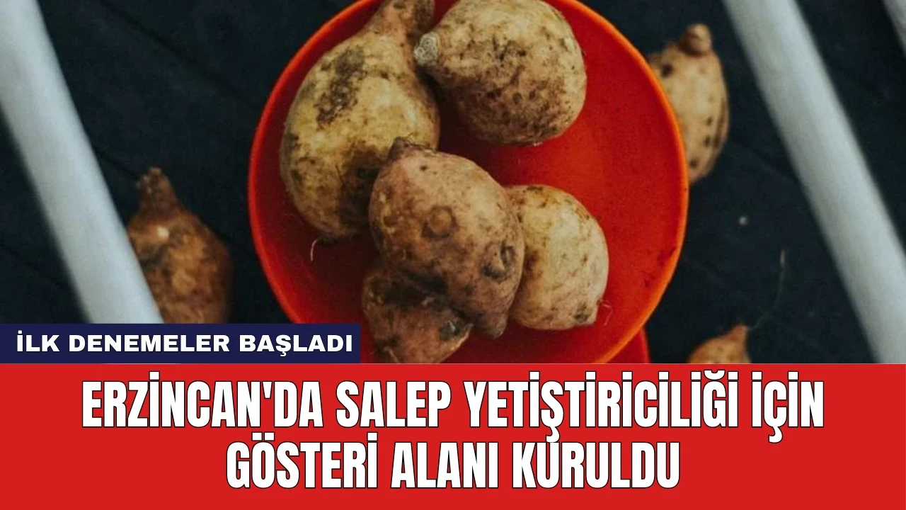 Erzincan'da Salep Yetiştiriciliği İçin Gösteri Alanı Kuruldu