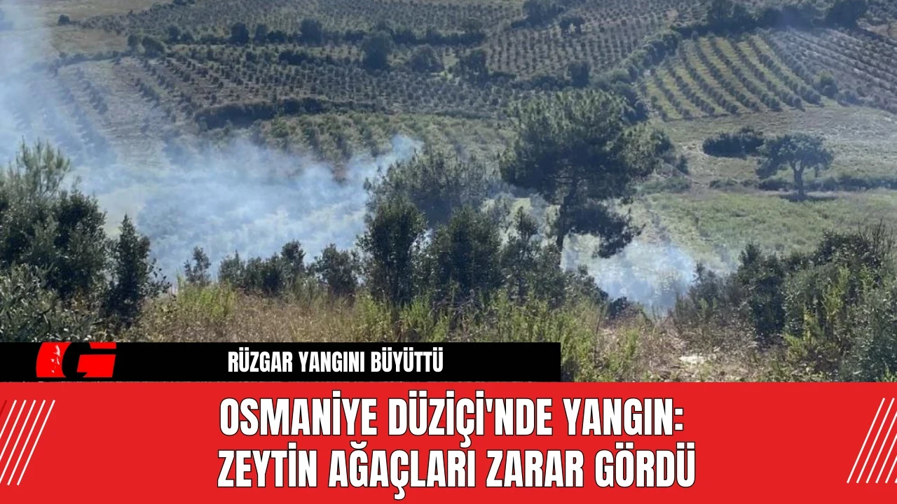 Osmaniye Düziçi'nde Yangın: Zeytin Ağaçları Zarar Gördü