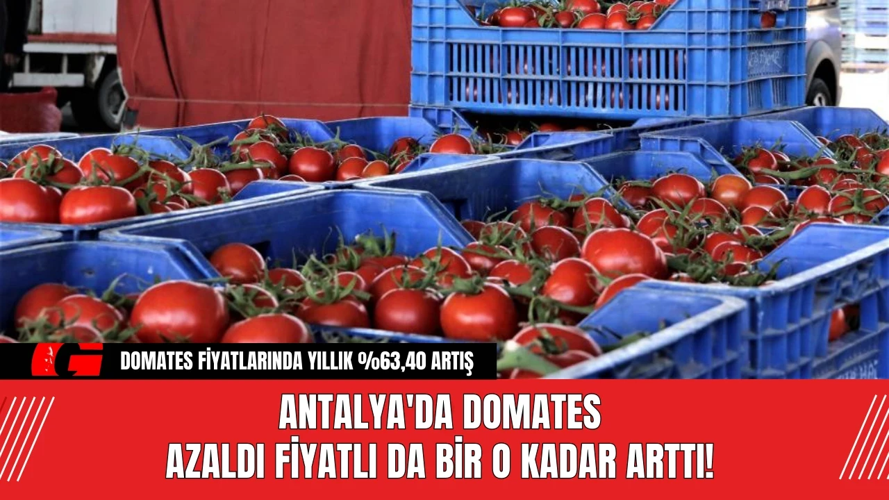 Antalya'da Domates Azaldı Fiyatlı da Bir o Kadar Arttı!