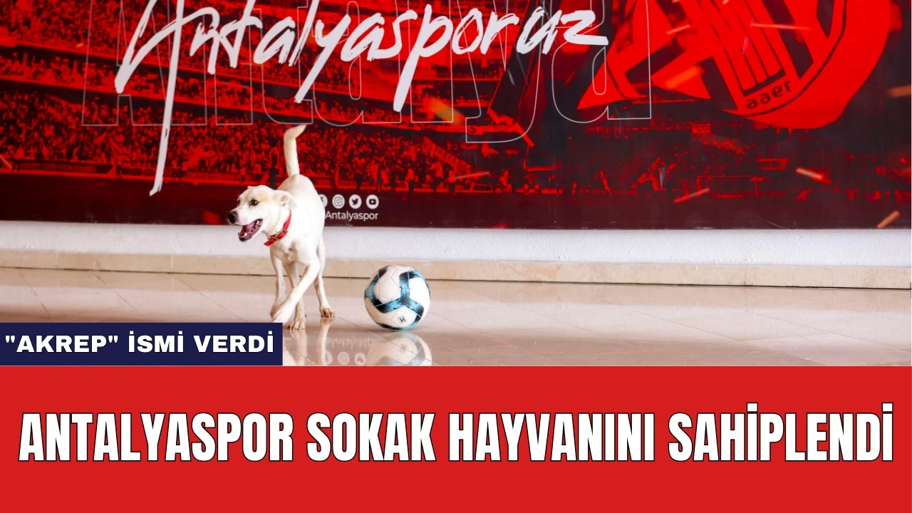 Antalyaspor Sokak Hayvanını Sahiplendi ve "Akrep" İsmi Verdi