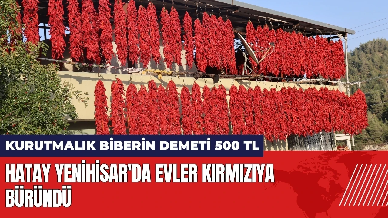 Yenihisar'da evler kırmızıya büründü: Kurutmalık biberin demeti 500 TL