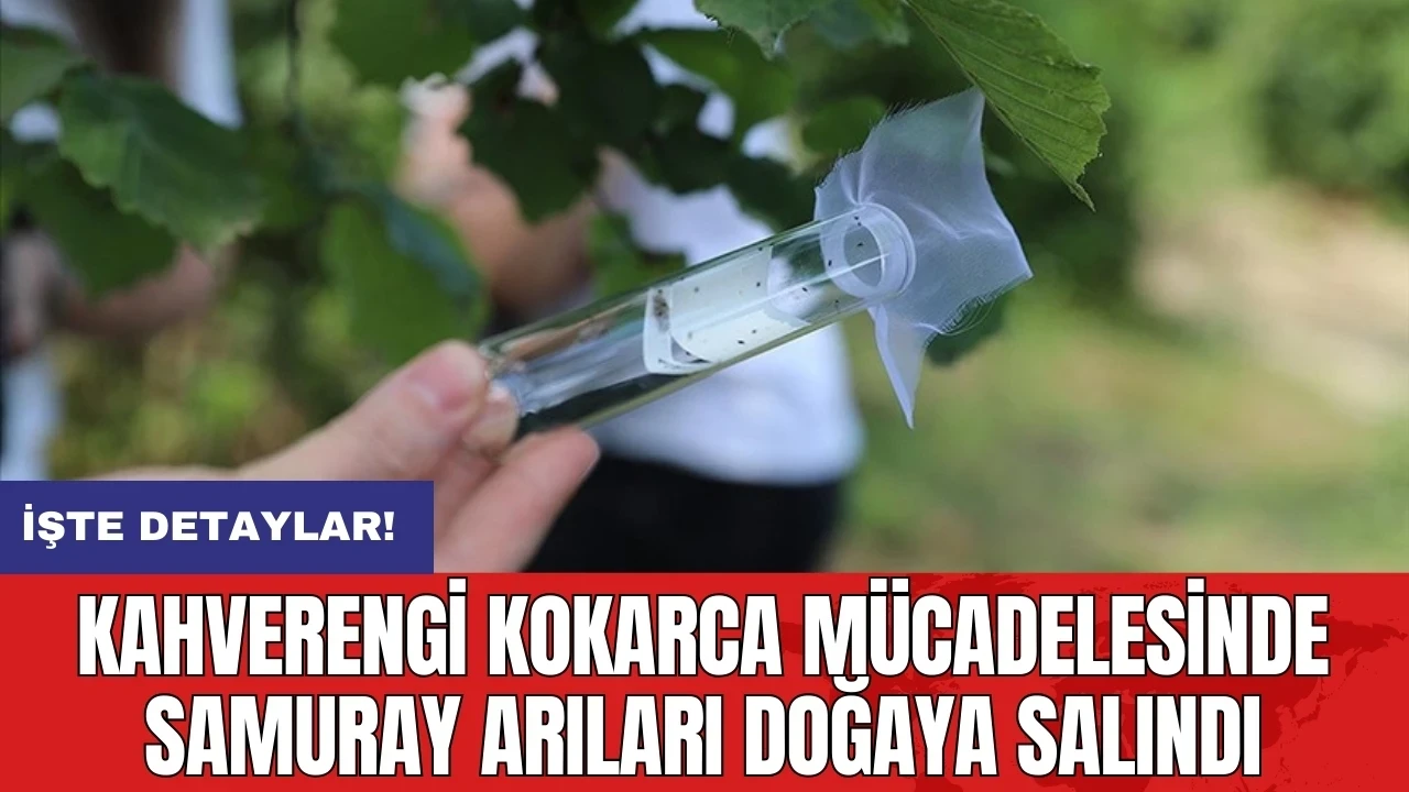 Kahverengi kokarca mücadelesinde samuray arıları doğaya salındı