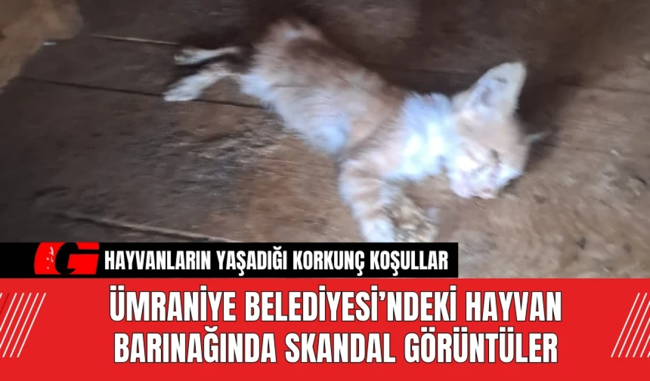 Ümraniye Belediyesi’ndeki Hayvan Barınağında Skandal Görüntüler