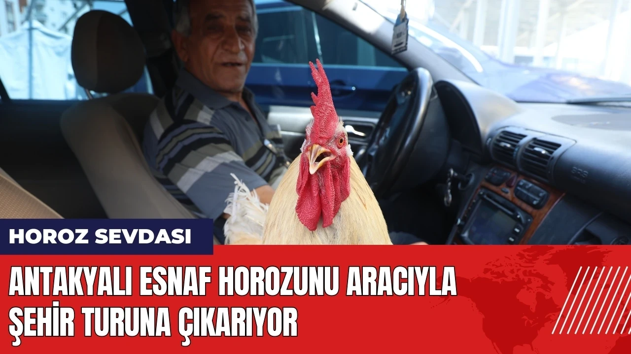 Antakyalı esnaf horozunu aracıyla şehir turuna çıkarıyor