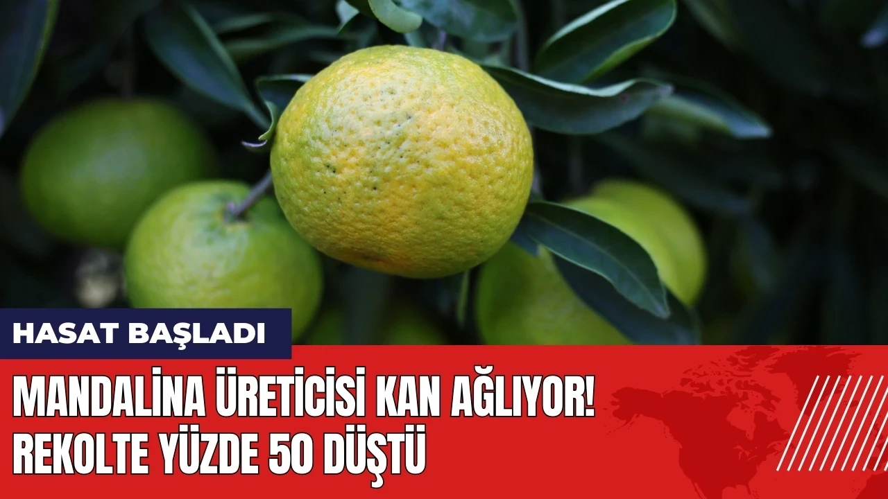 Mandalina üreticisi kan ağlıyor! Rekolte yüzde 50 düştü